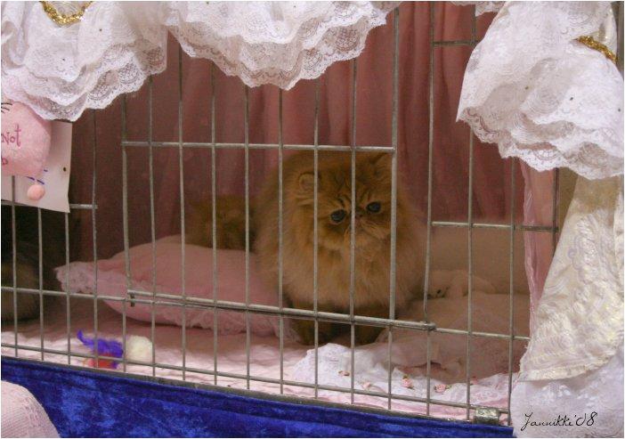 my_cage2.jpg