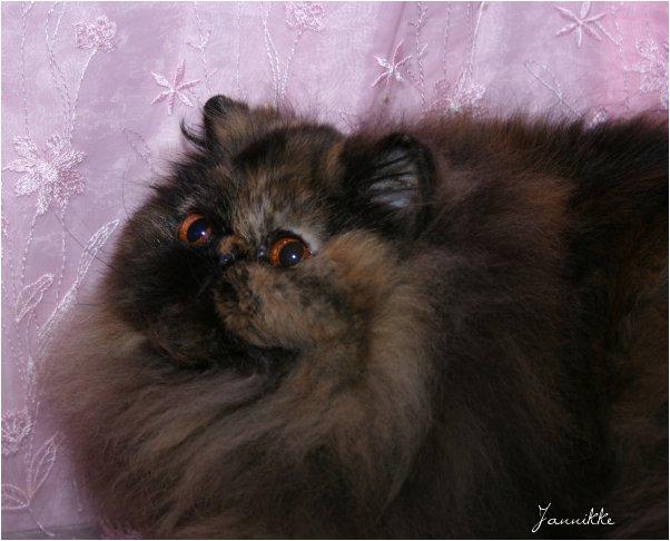 scarlettohhairy.jpg